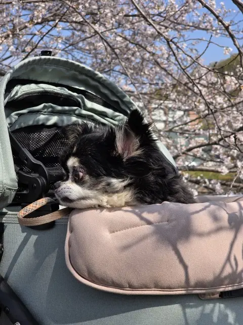 近所でお花見の画像_3