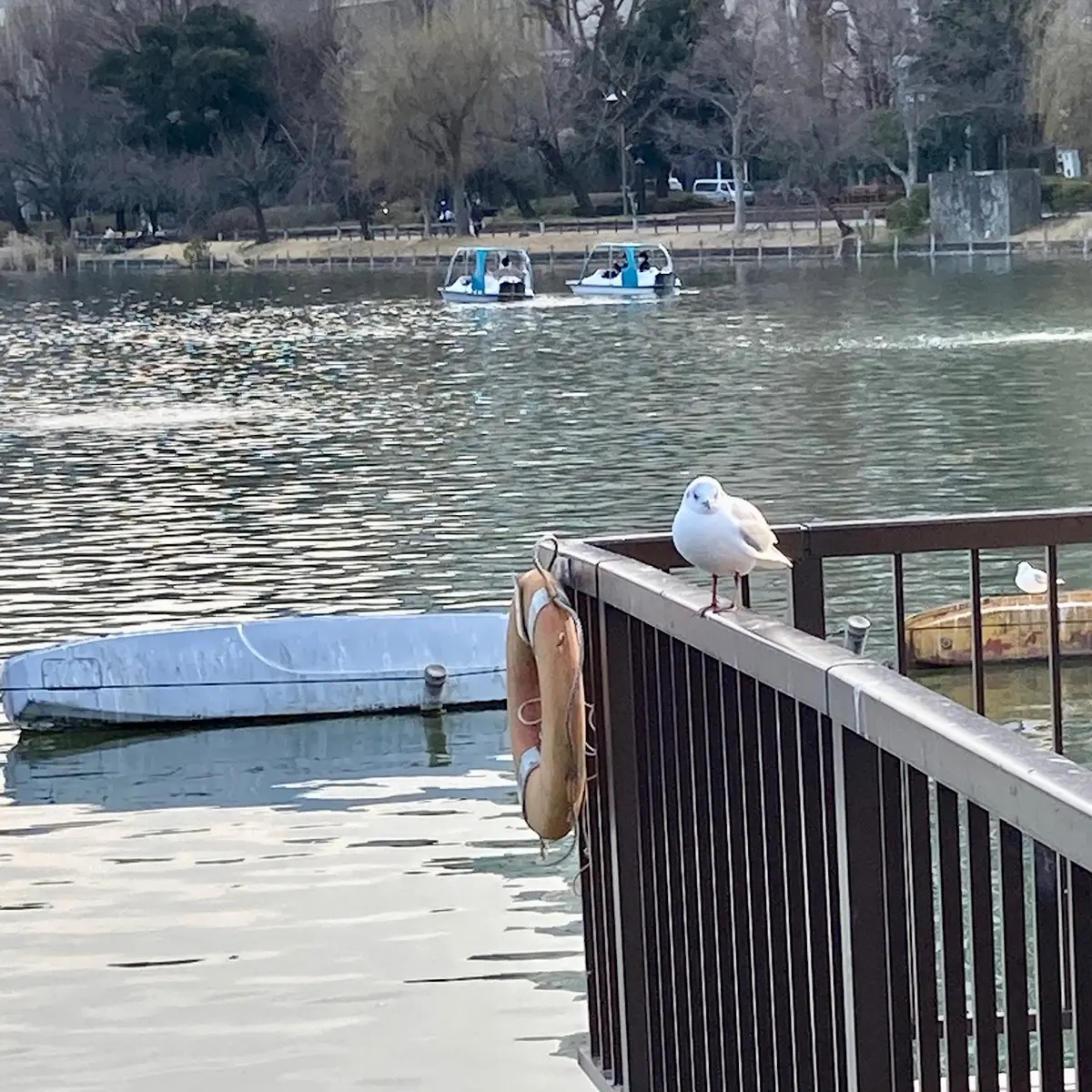 桜の季節も間近な上野の杜「韻松亭」の画像_6