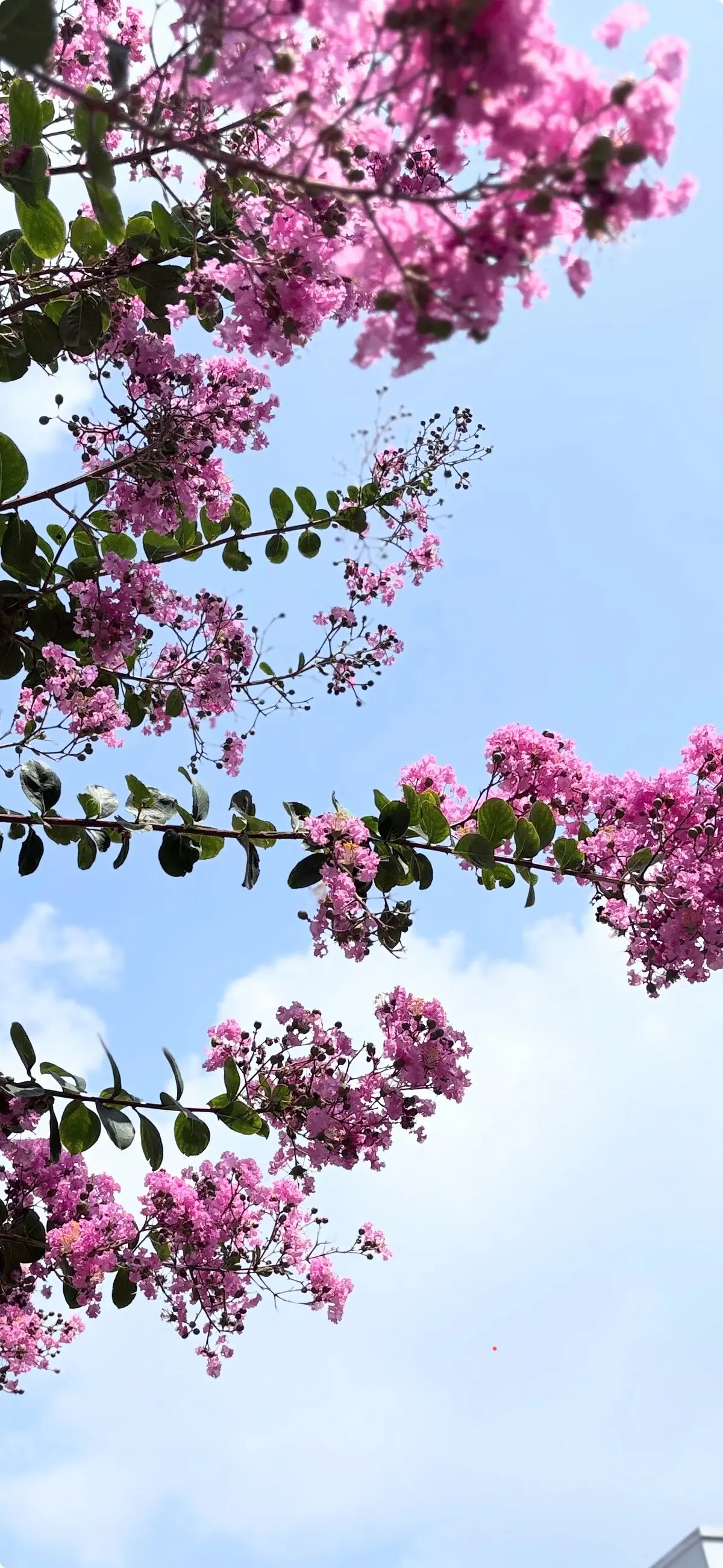 夏の空　空が好き　夏空　百日紅　サルスベリ