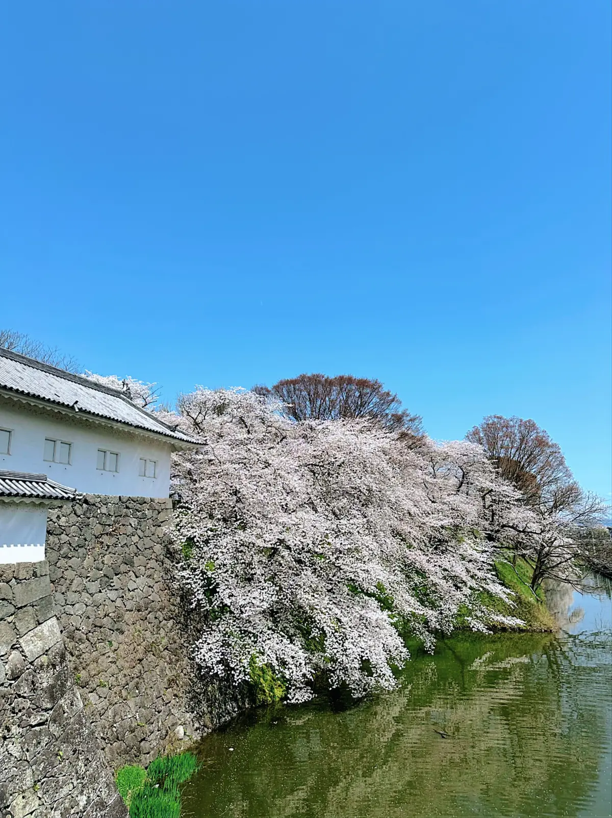 山形最強のパワースポット丸池様へ開運旅行の画像_2