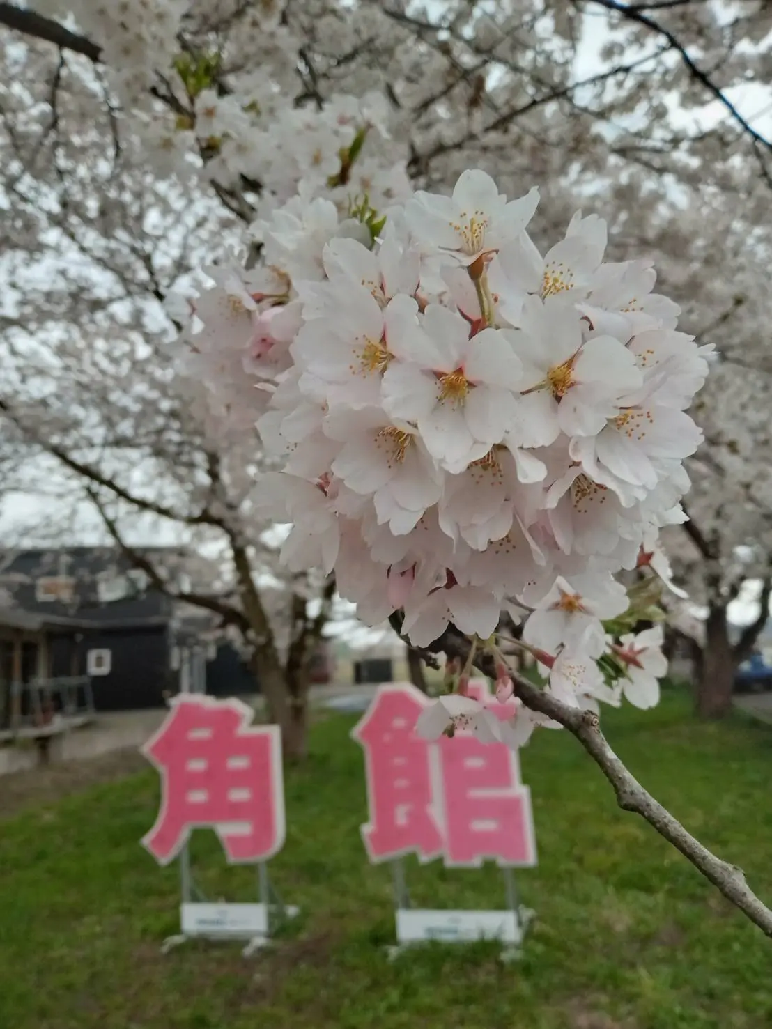 遅ればせながら、北国の桜が満開です。の画像_3