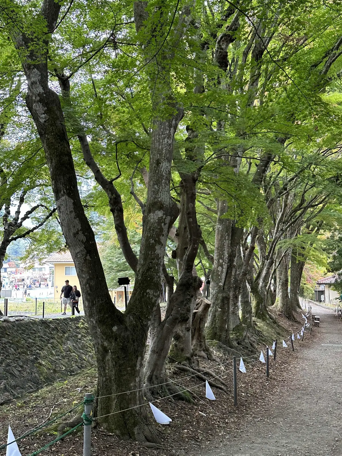 静かな時間と秋の景色を楽しむ河口湖の旅の画像_42