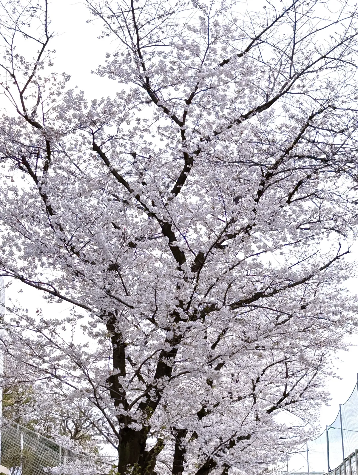 アラフィフ 入学式 スタイル 🌸の画像_4