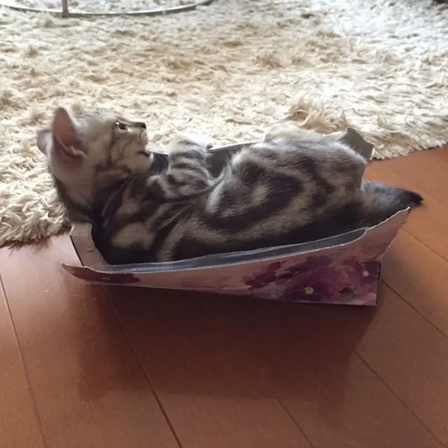 ティッシュ箱に入っているアラン