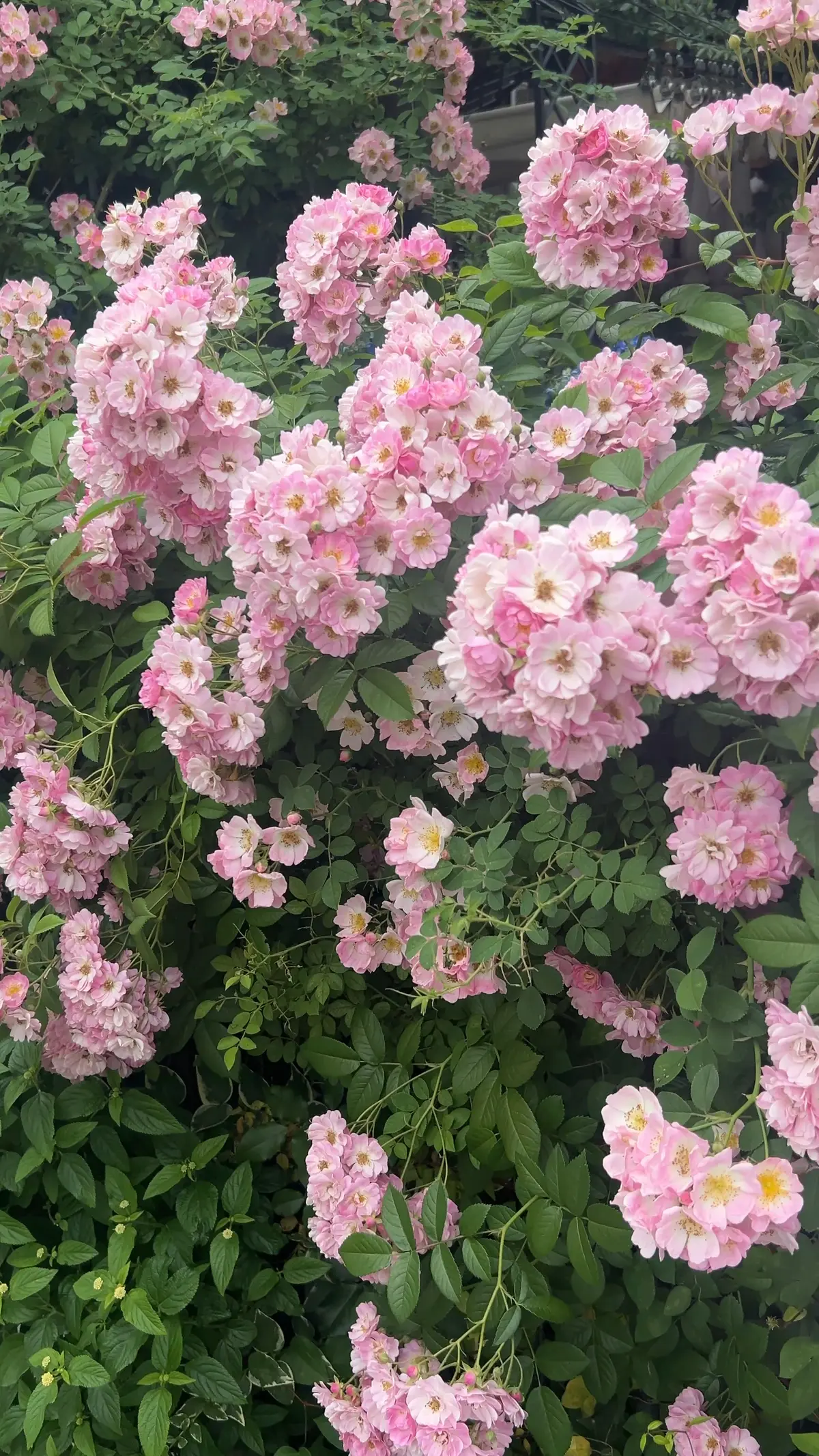 初夏コーデ☆パステルライムのワンピースでの画像_11