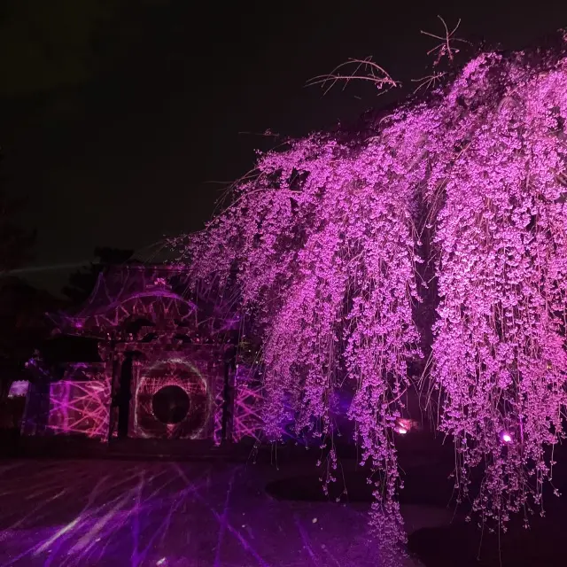 京都高台寺ライトアップとプロジェクションの画像_5