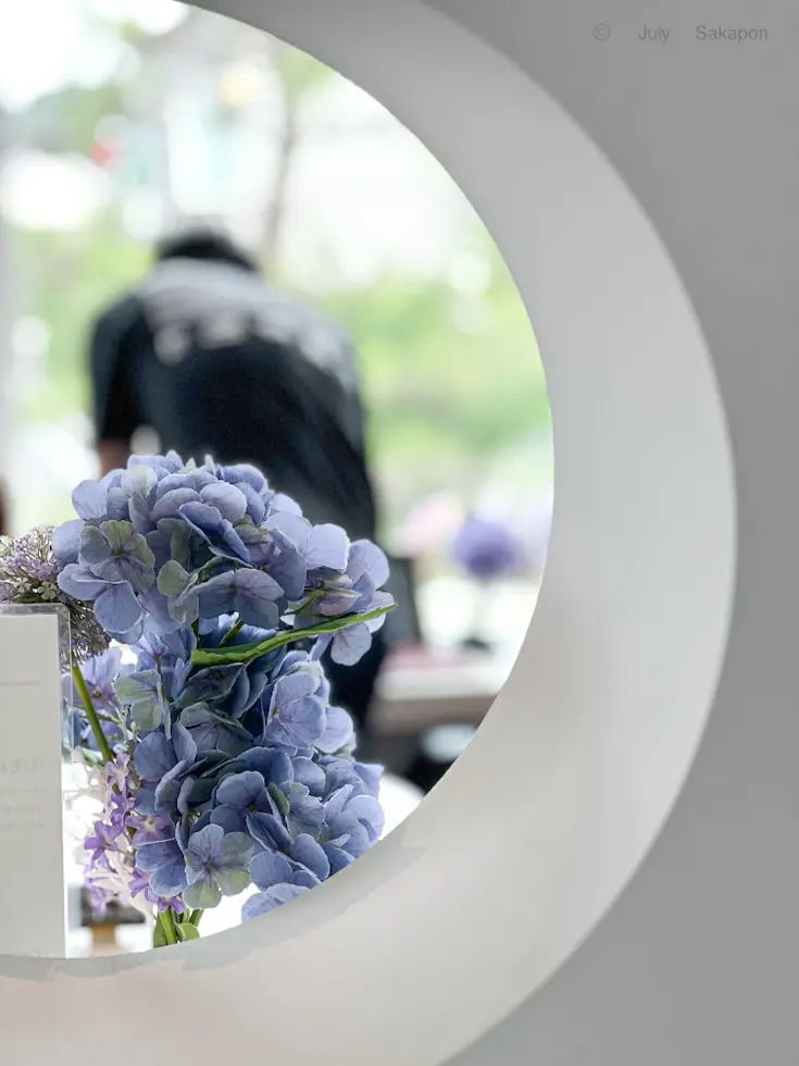 【鎌倉あじさい】明月院 &あじさいアフタの画像_10