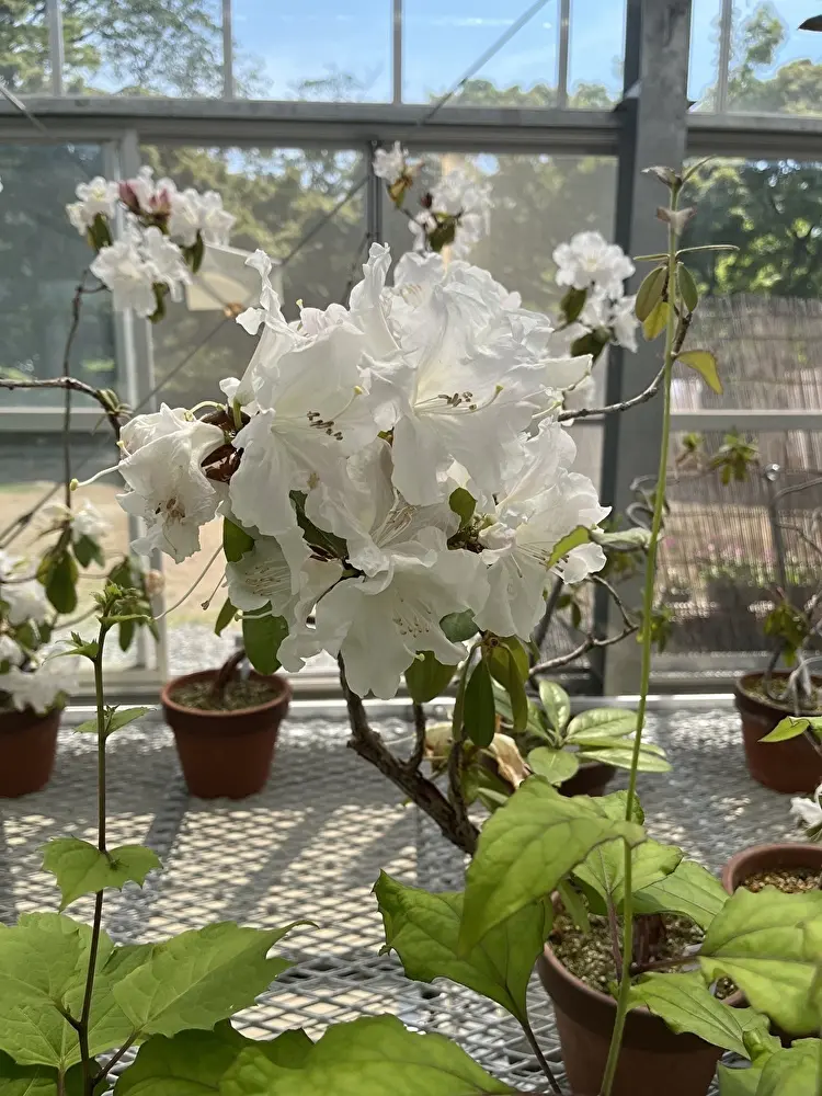 新緑の小石川植物園への画像_4