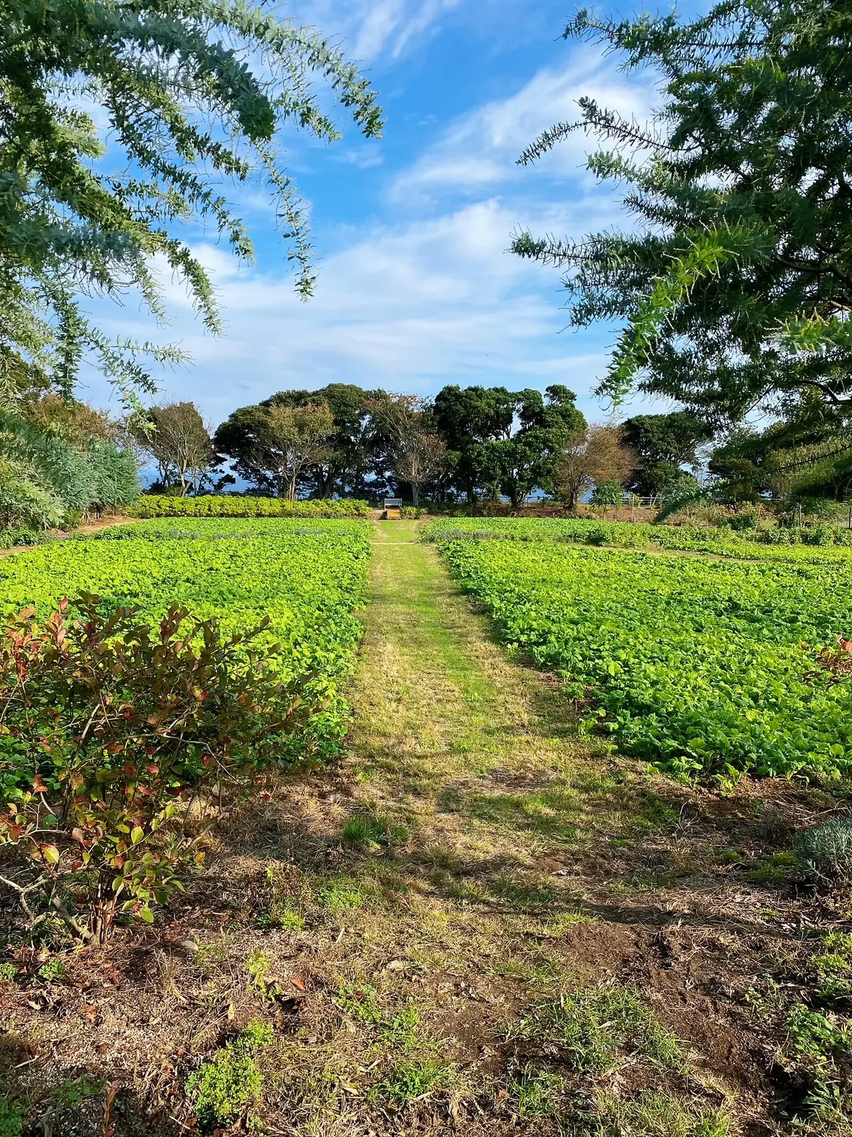 九州旅行　〜別府・美しい大神ファーム〜の画像_17