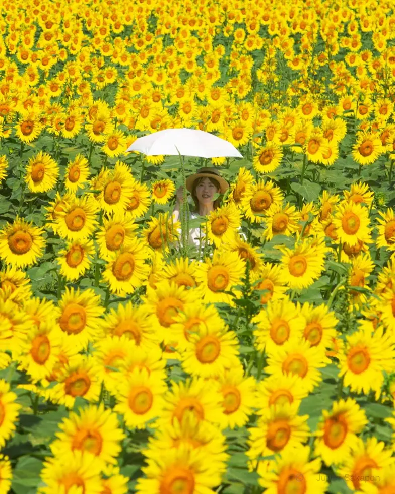 🌻ひまわりフェス🌻から、ひょっこりぽん♡の画像_5