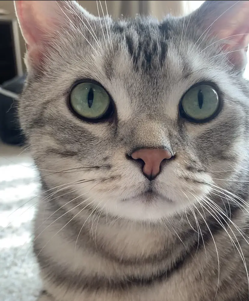 キャッツアイの画像_1