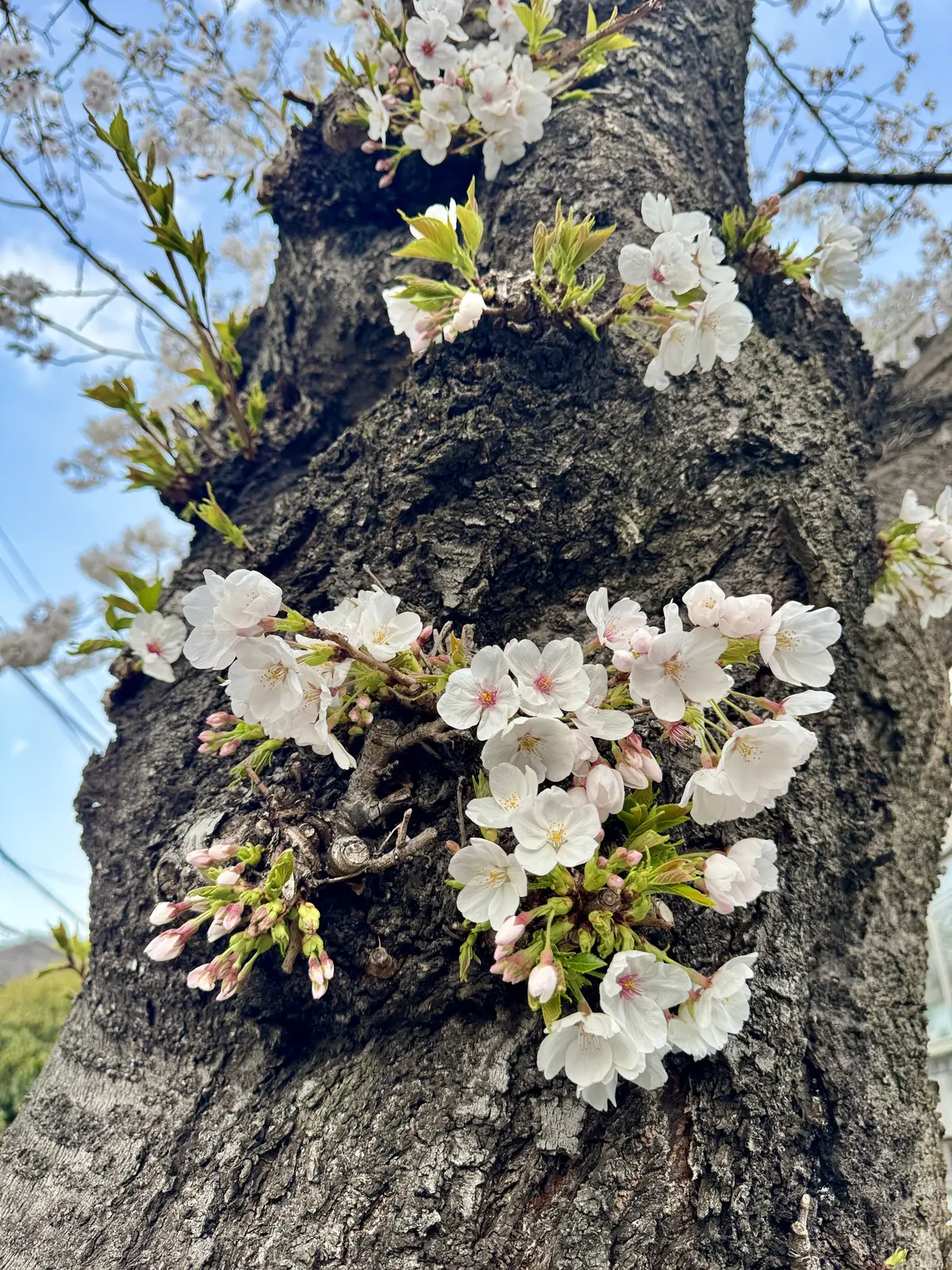 UNIQLOデニムで桜散歩🌸の画像_1