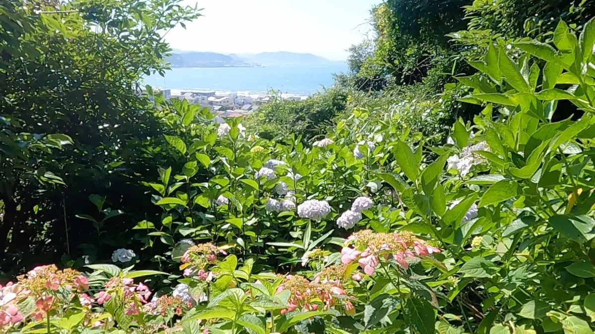 紫陽花　あじさい　眺望散策路