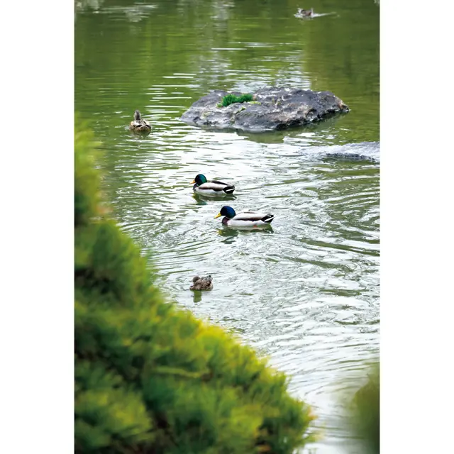 池には季節の鳥が遊び、ぼーっと眺めているだけで、不思議と心が落ち着いてくる。