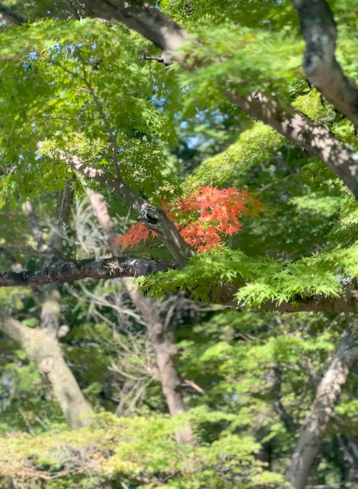 【京都】南禅寺🍁界隈でまったりお茶☕️はの画像_1