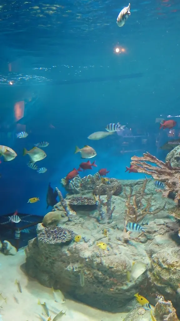 男鹿水族館GAOカラフルなお魚
