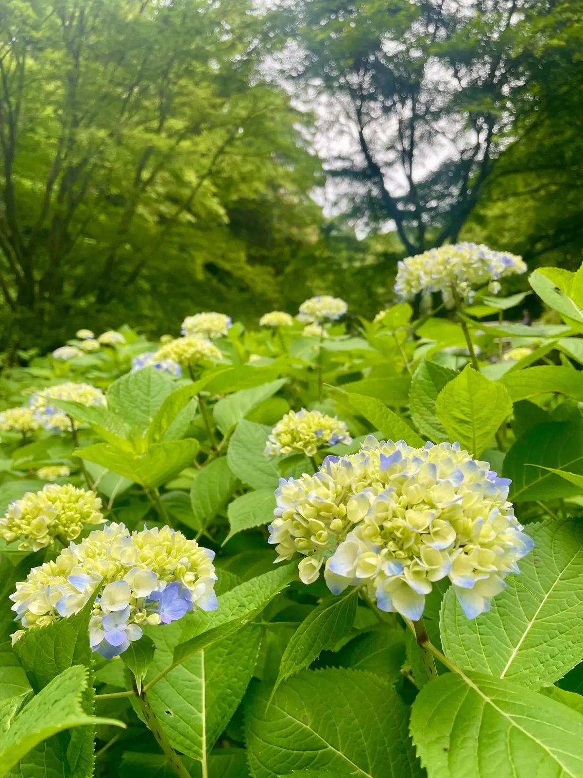 明月院　先始めの紫陽花