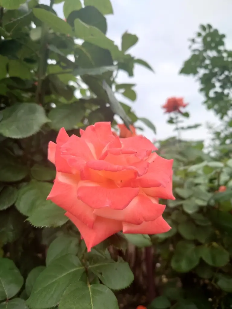 農業科学館のバラ①