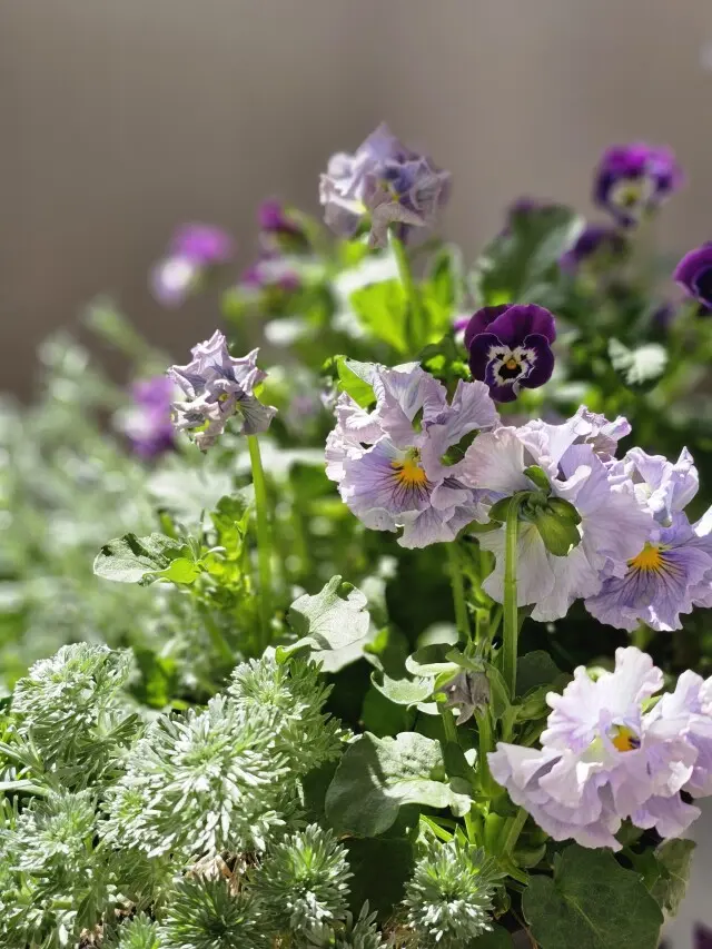 春の和菓子の画像_4