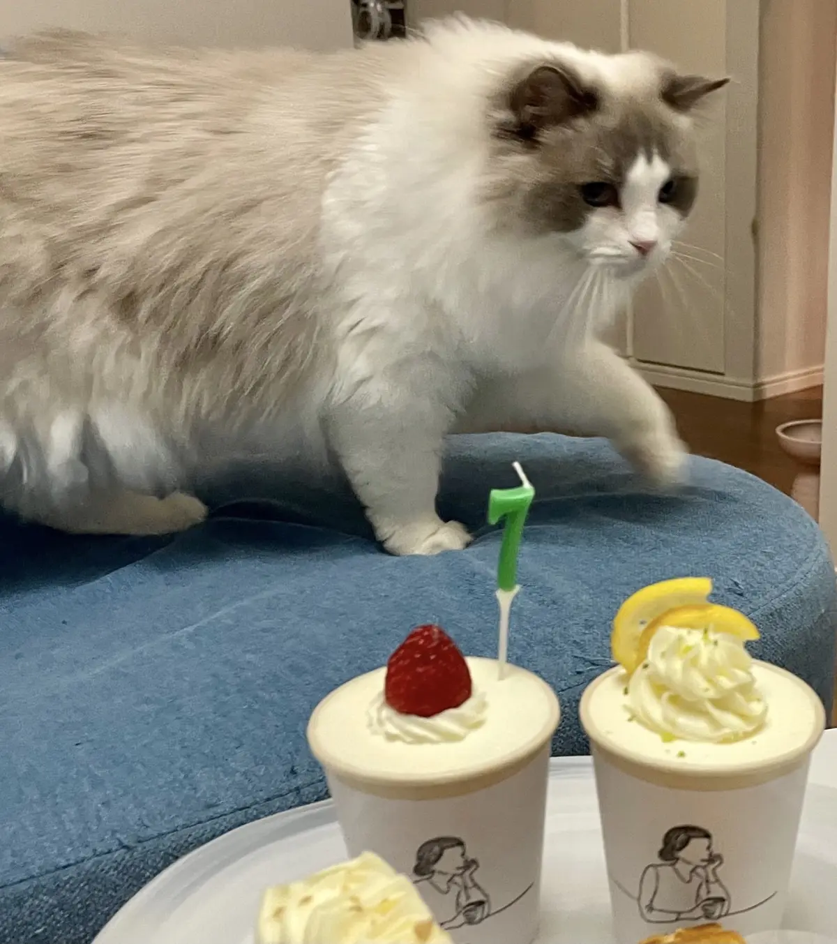 猫とケーキ