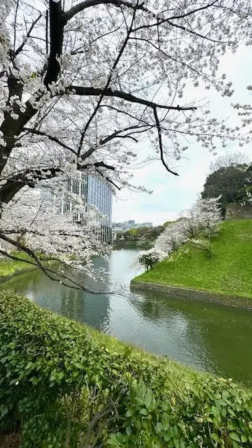 千鳥ヶ淵の桜