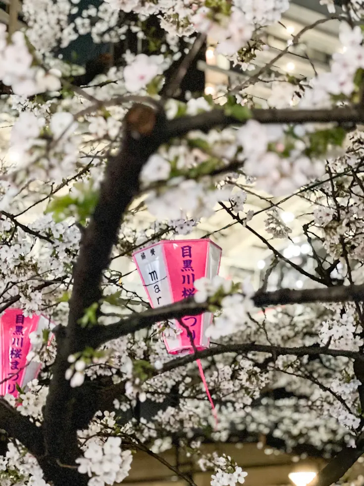 中目黒🌸まつり2024【夜桜編】の画像_2