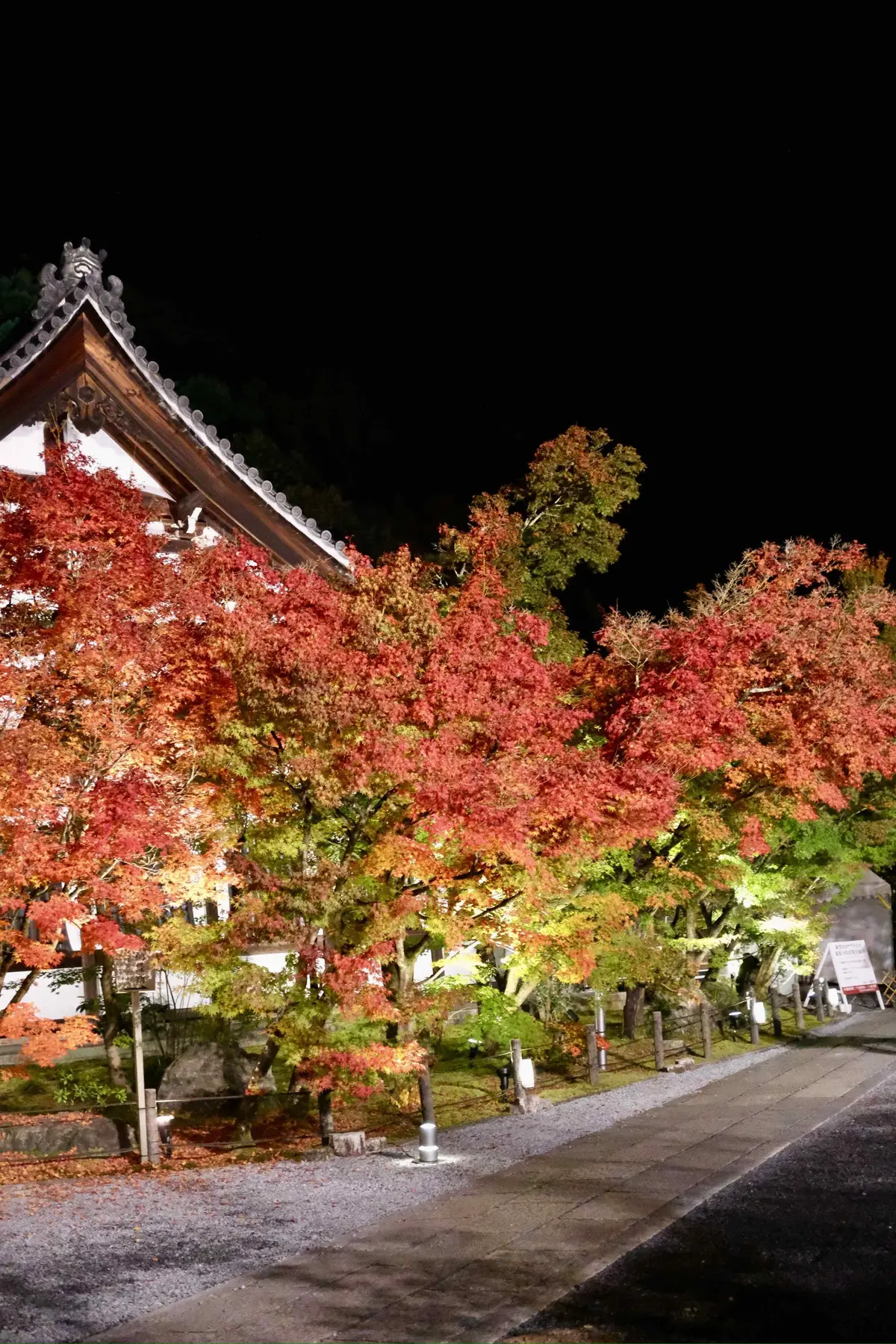 京都「永観堂」のライトアップされた夜の紅葉