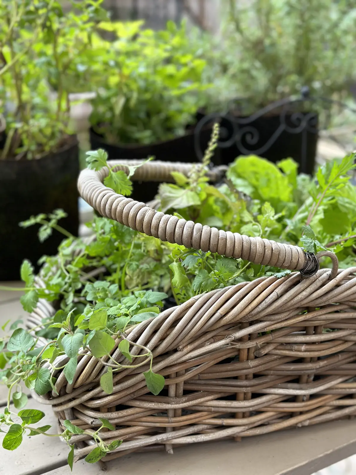 ハーブのある暮らし・・NO HERB Nの画像_1