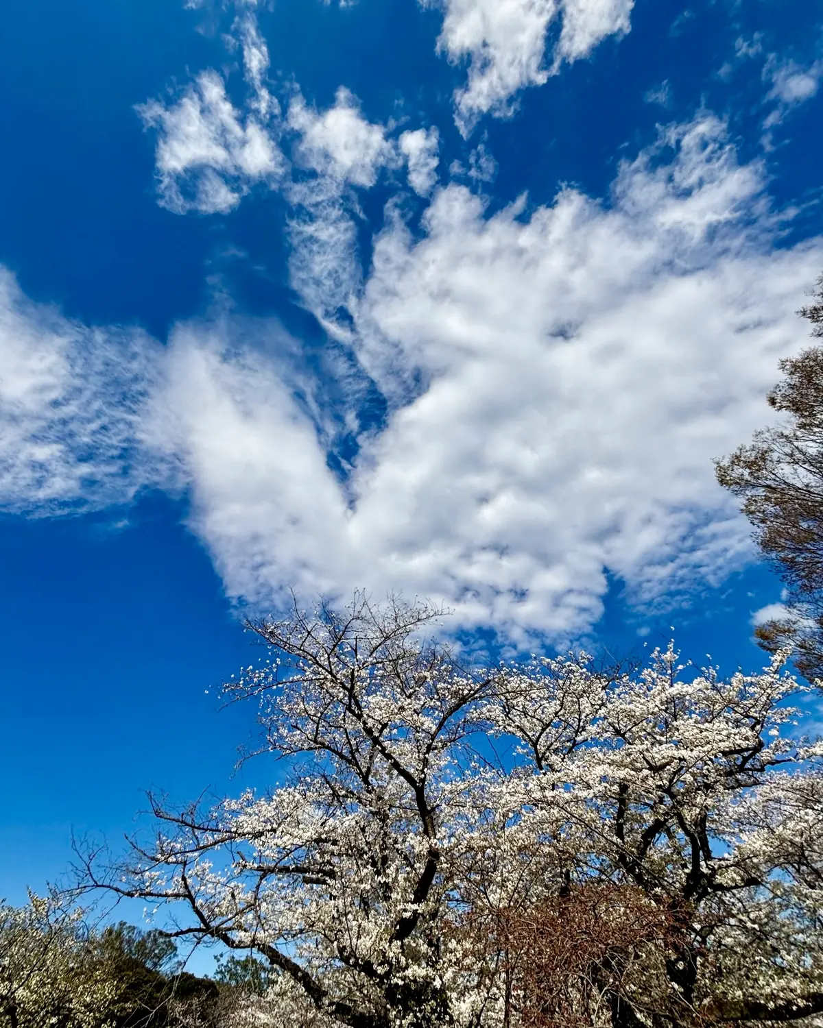 天使の羽？蝶々？のような形の雲②