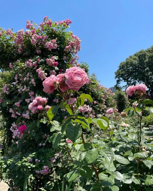 ふらふらと横浜散歩♪の画像_3