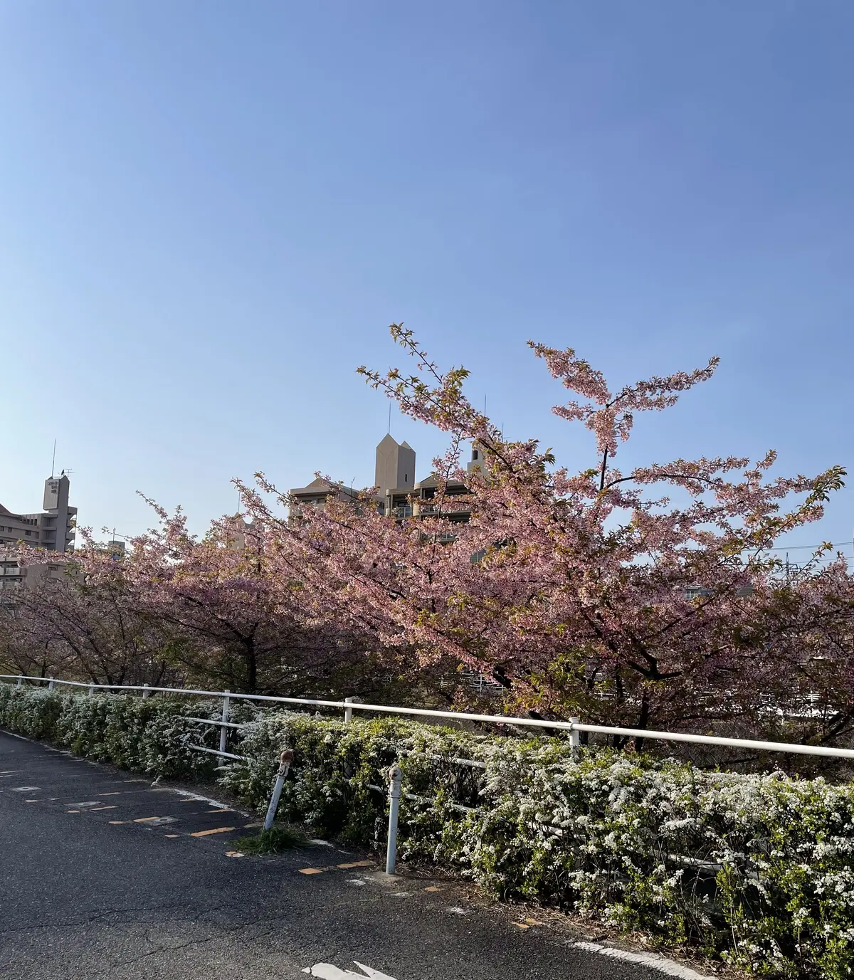 私の新しい相棒を紹介します。の画像_1