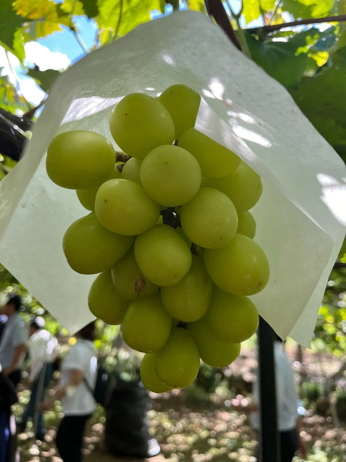 【旅行】甲府のjewelryから美食、その画像_11