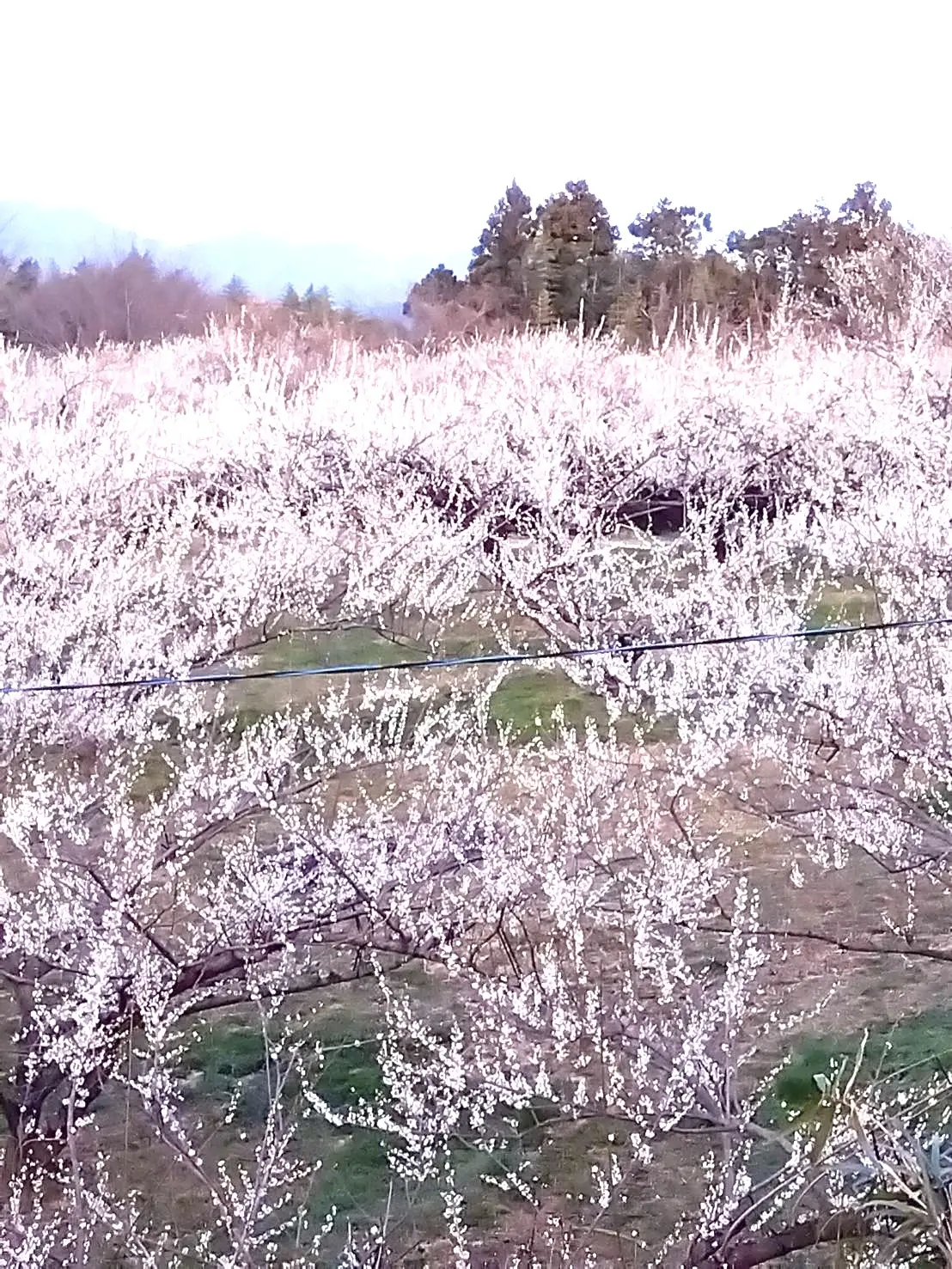 梅さんぽ♪春の香りに包まれた紅白梅が美しの画像_10