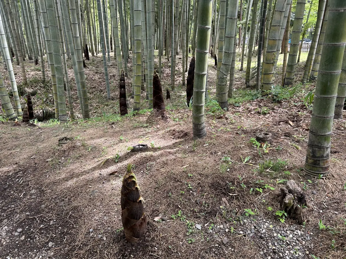 御殿場とらや工房へ♪の画像_17