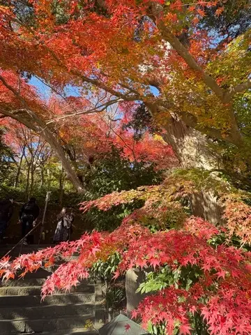 想像以上の絶景に出会えた神奈川の紅葉の見の画像_5