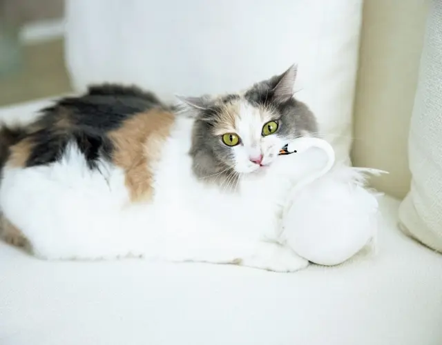 ニコ 雑種・♀ 5 歳（推定）