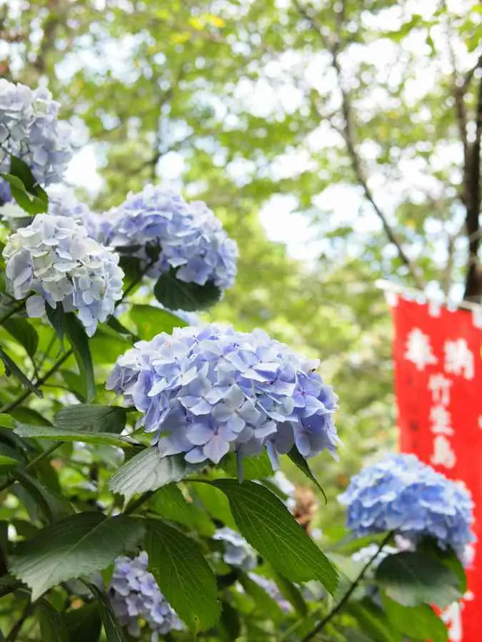 琵琶湖　宝厳寺　あじさい　幟旗