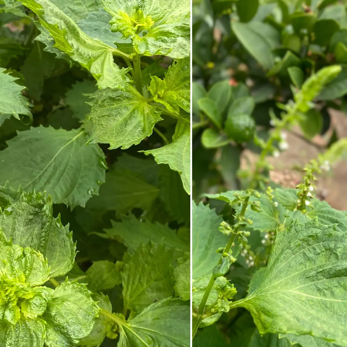 炊飯器で時短！手作り味噌で作る「シソ味噌の画像_1