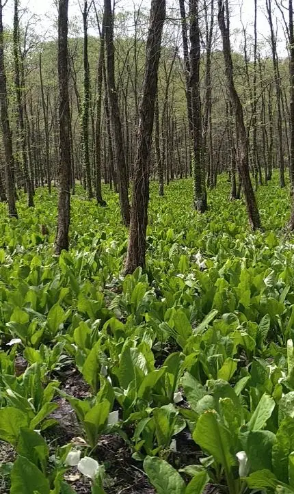ミズバショウ群生地