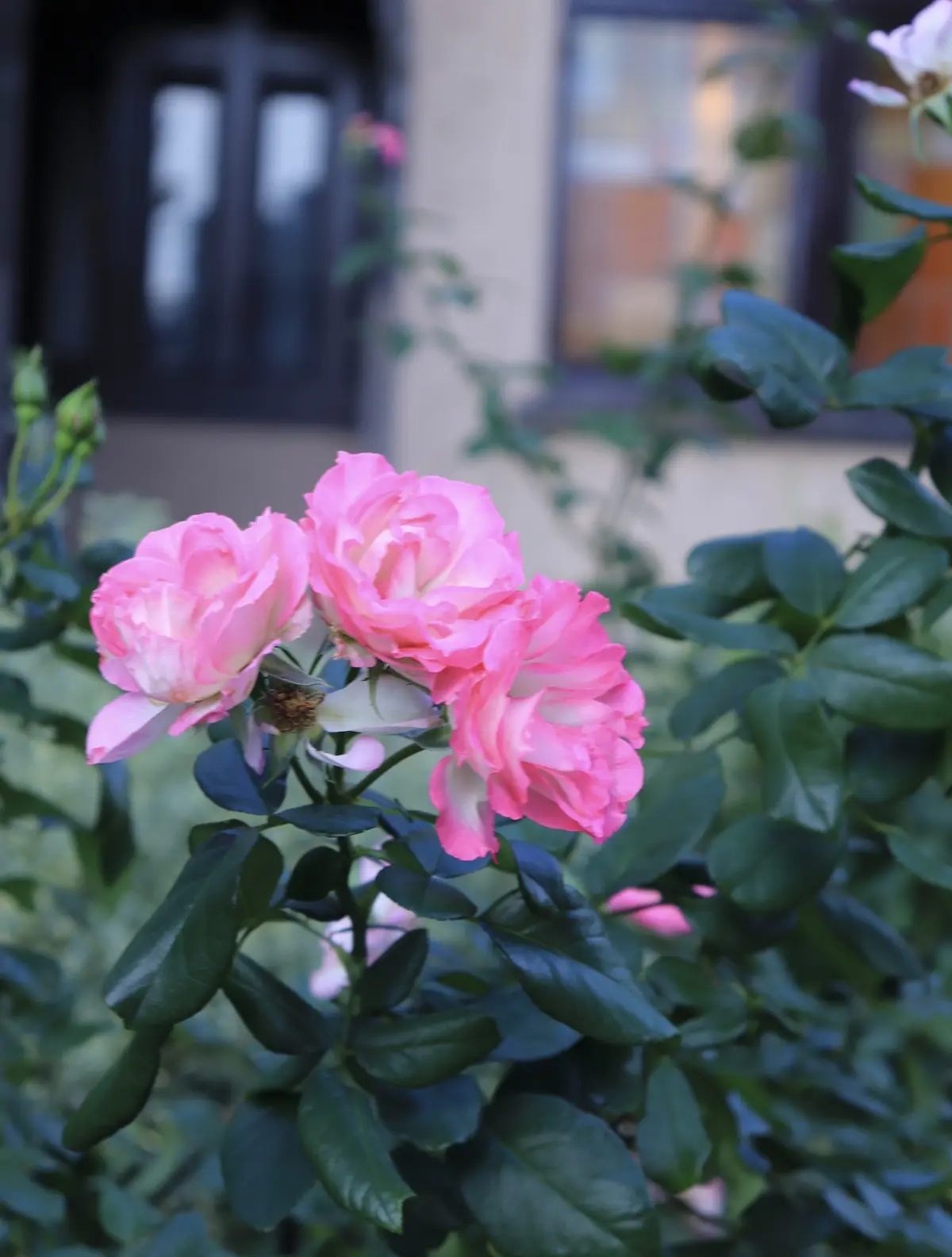 【秋の薔薇】東京都指定有形文化財 赤坂プの画像_7