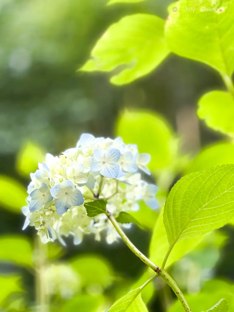 【鎌倉の紫陽花】2025.6.1撮影の画像_4