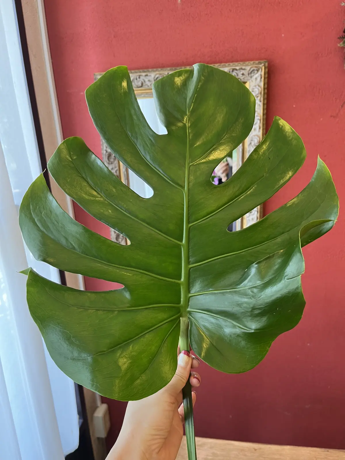 夏はやっぱり〝トロピカル〟なブーケでの画像_8