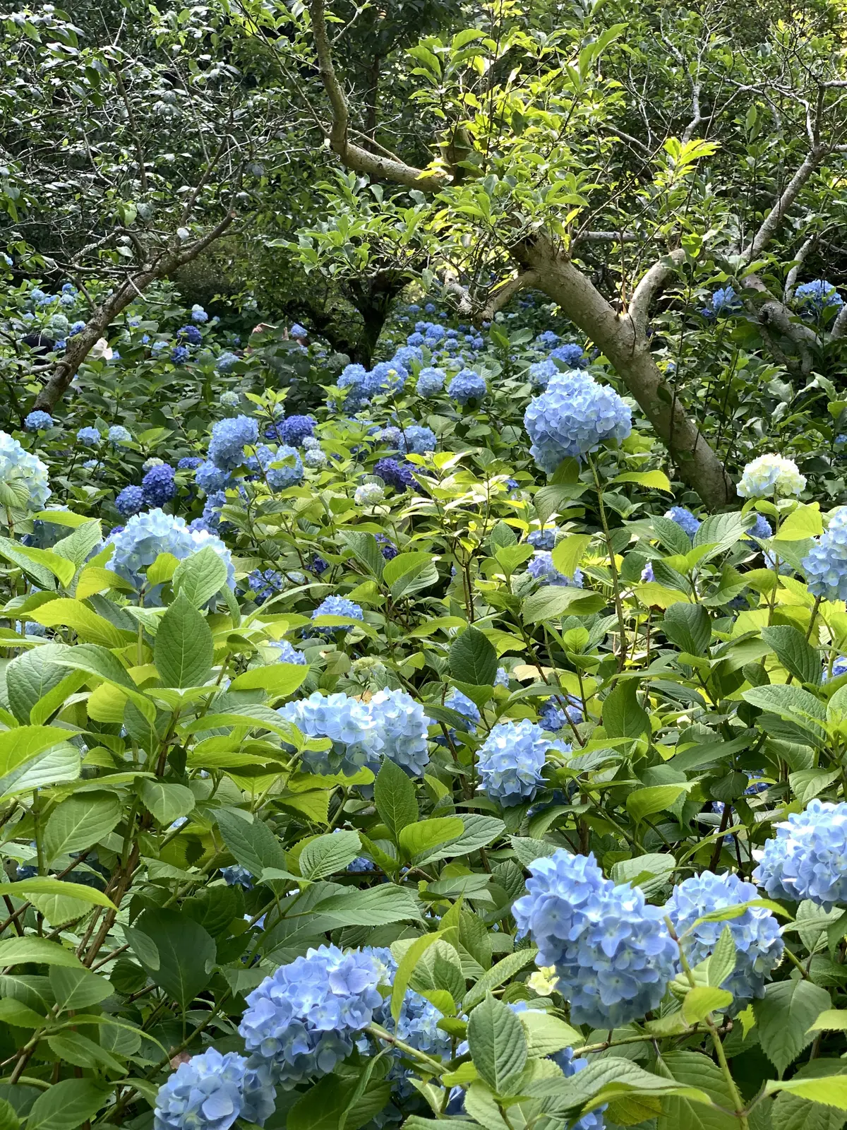 明月院ブルー　アジサイ