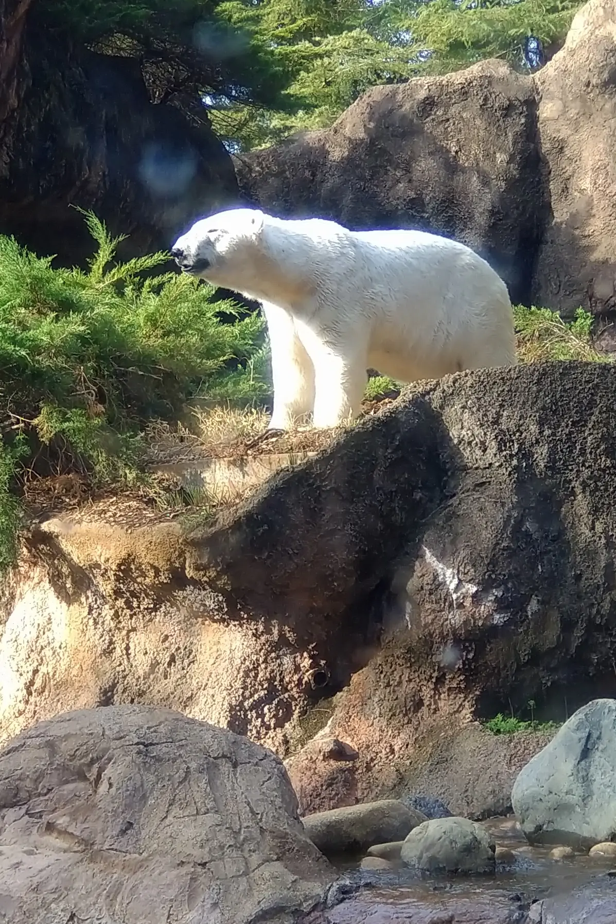 ホッキョクグマ