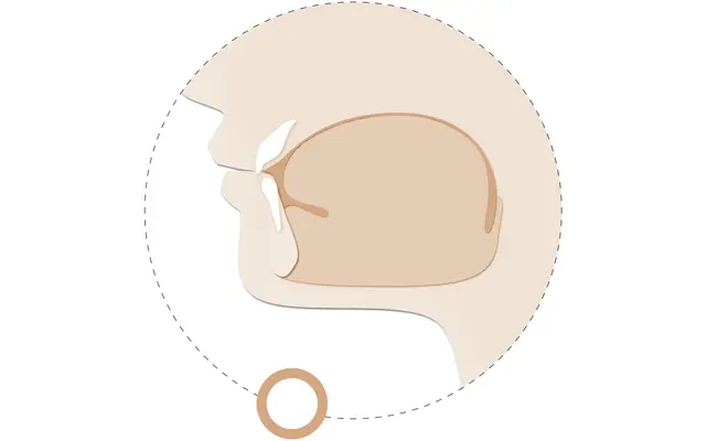 正しい舌の位置