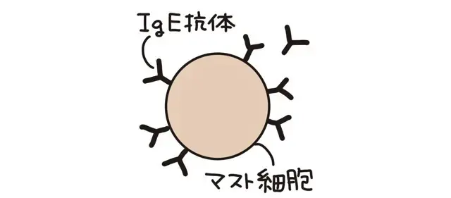 3.マスト細胞にIgE抗体が結合