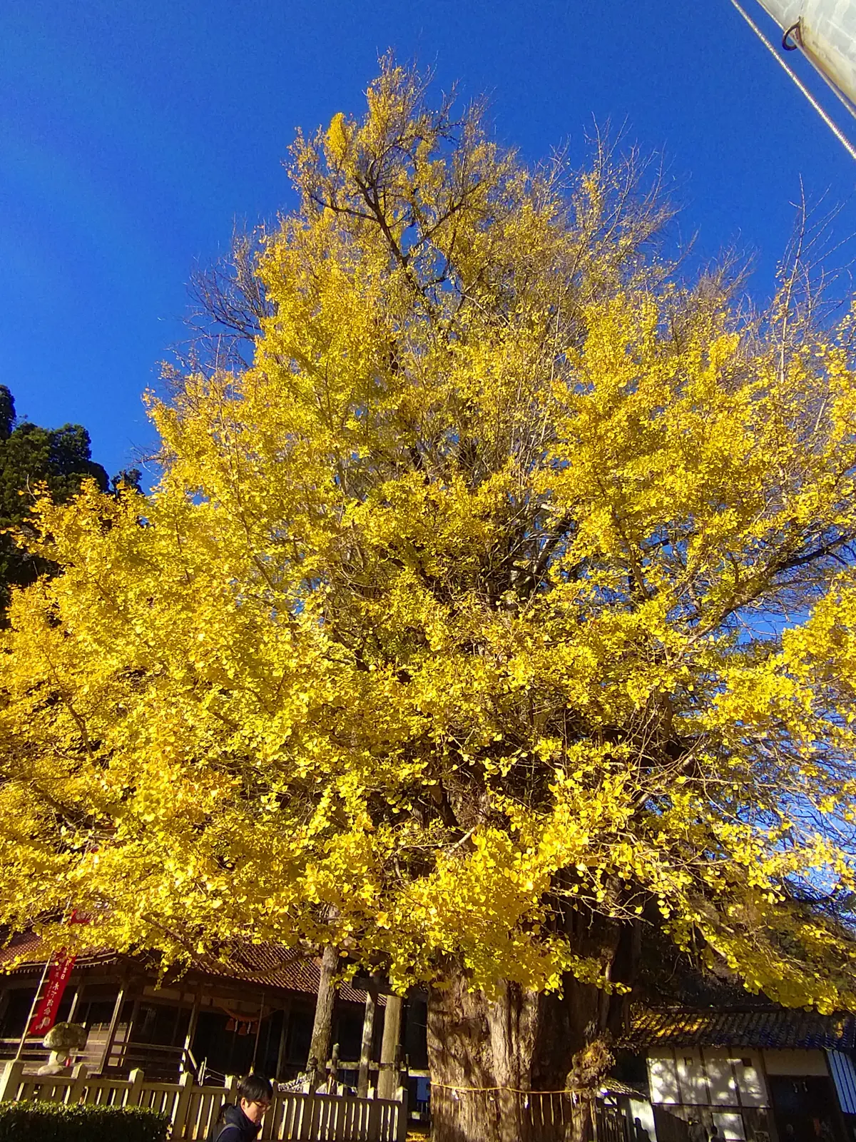 秋を探し求めて…紅葉に大銀杏に、行列の出の画像_12