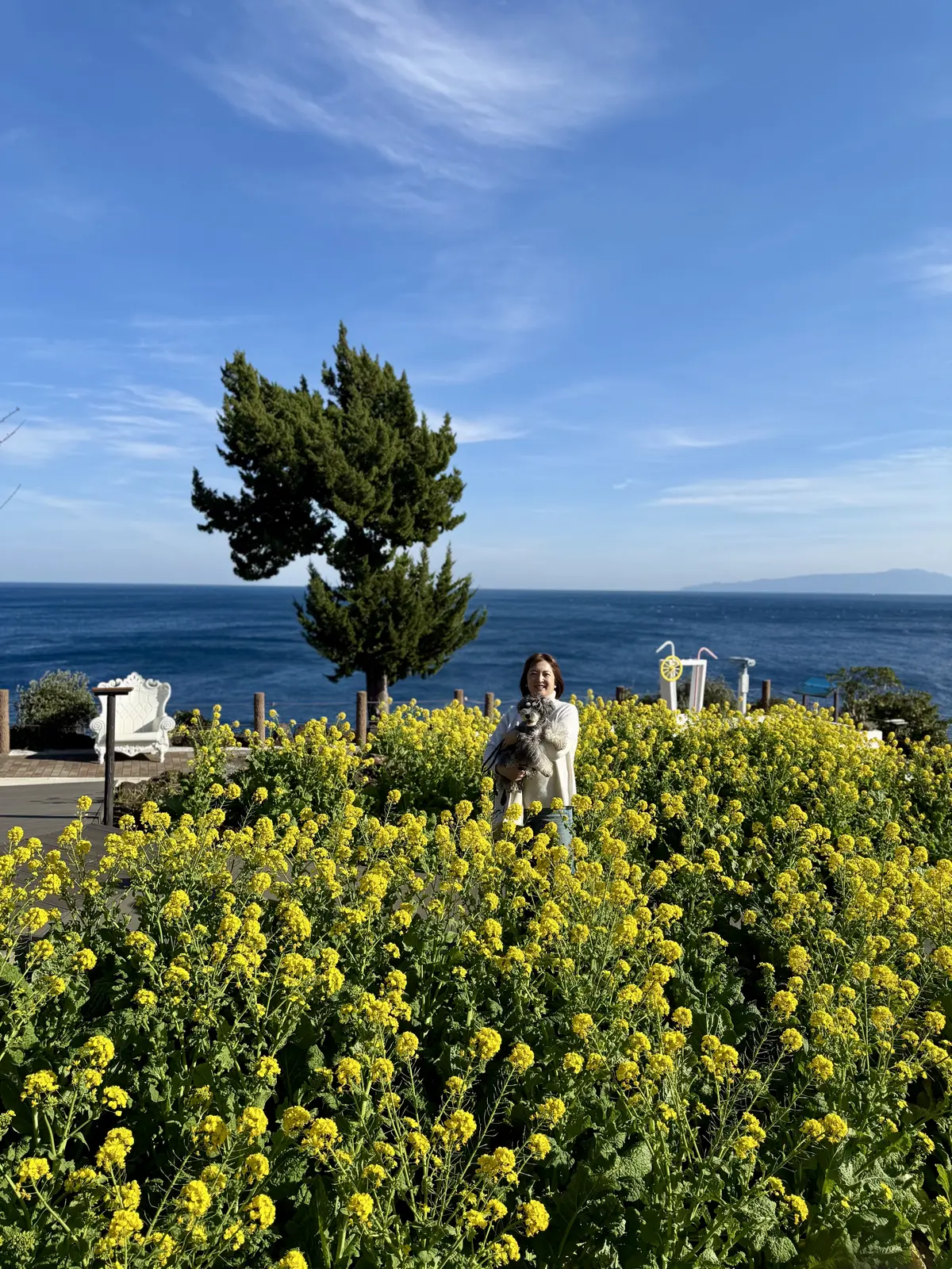 ニューヨークランプミュージアム＆フラワーガーデン　梅澤千佳子　菜の花