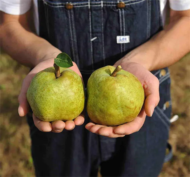 和も洋も…。常に美味しさがアップデートされる「梨」