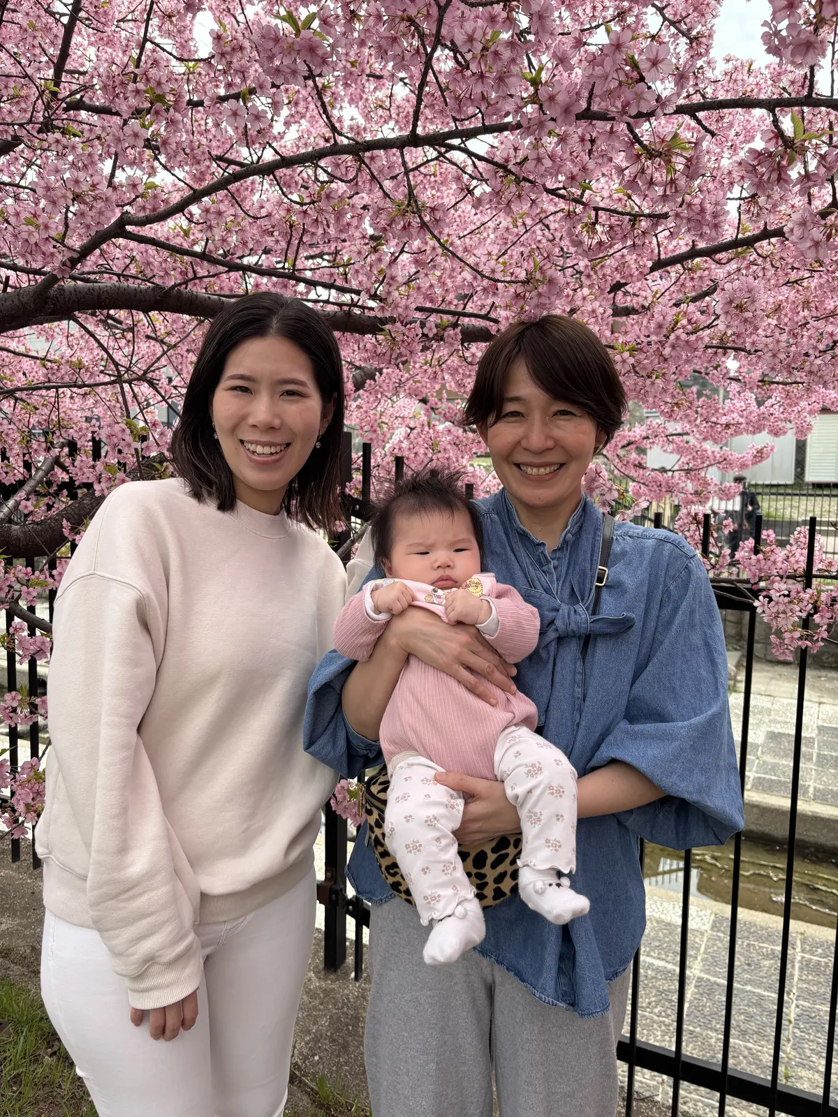淀水路の河津桜――14年来の友と歩く、春の画像_6